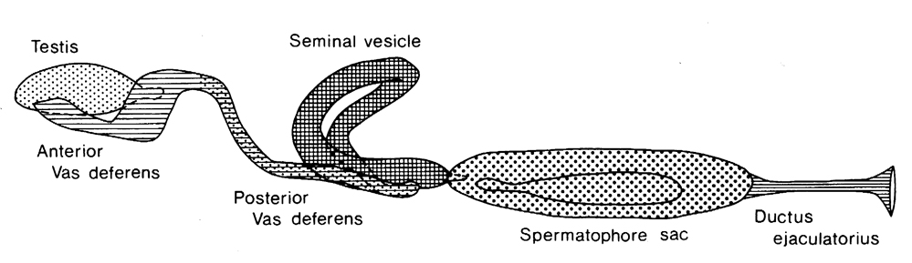 Espce Paraeuchaeta norvegica - Planche 22 de figures morphologiques