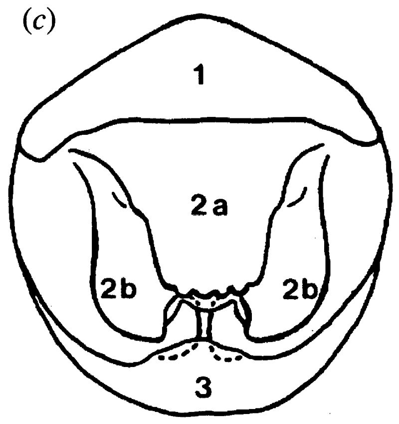 Espce Candacia bispinosa - Planche 9 de figures morphologiques