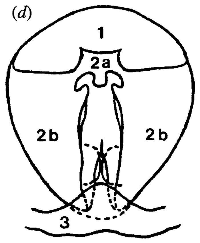 Espce Candacia ethiopica - Planche 19 de figures morphologiques