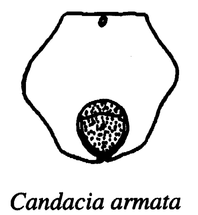 Species Candacia armata - Plate 10 of morphological figures