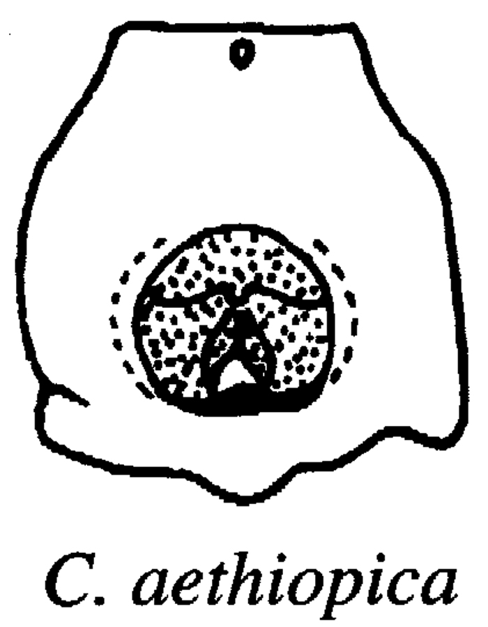 Espce Candacia ethiopica - Planche 20 de figures morphologiques