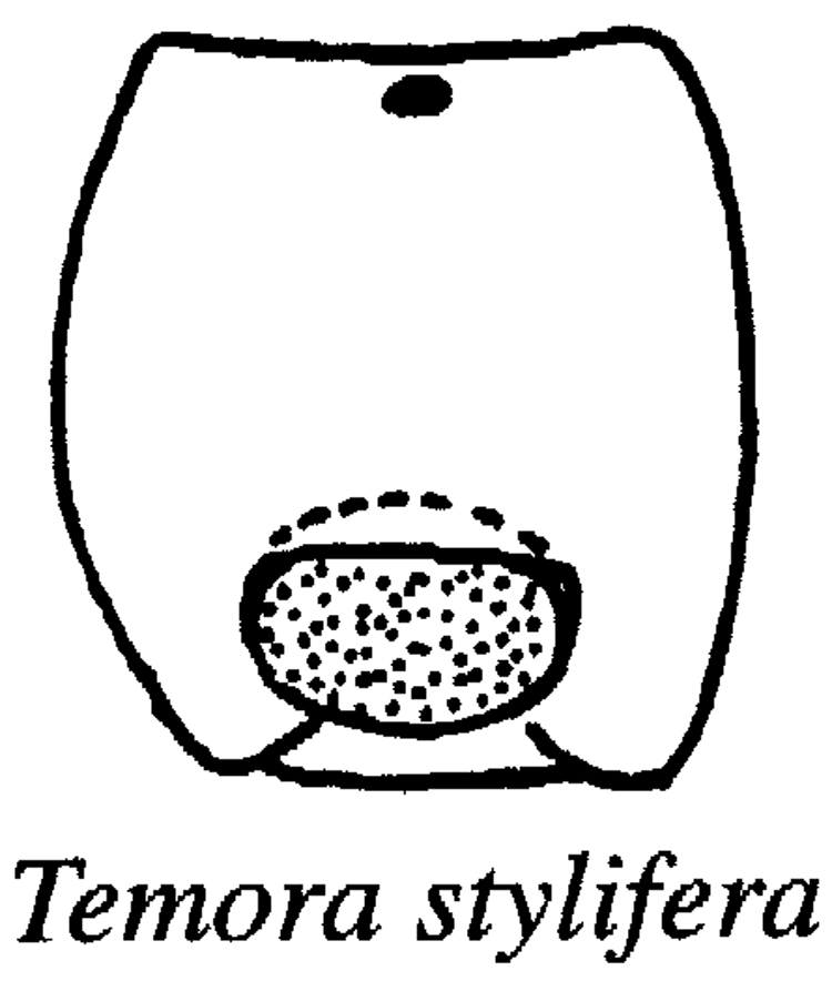 Species Temora stylifera - Plate 31 of morphological figures