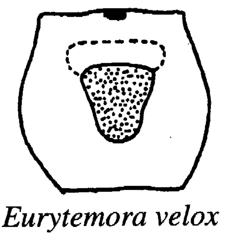 Species Eurytemora velox - Plate 3 of morphological figures