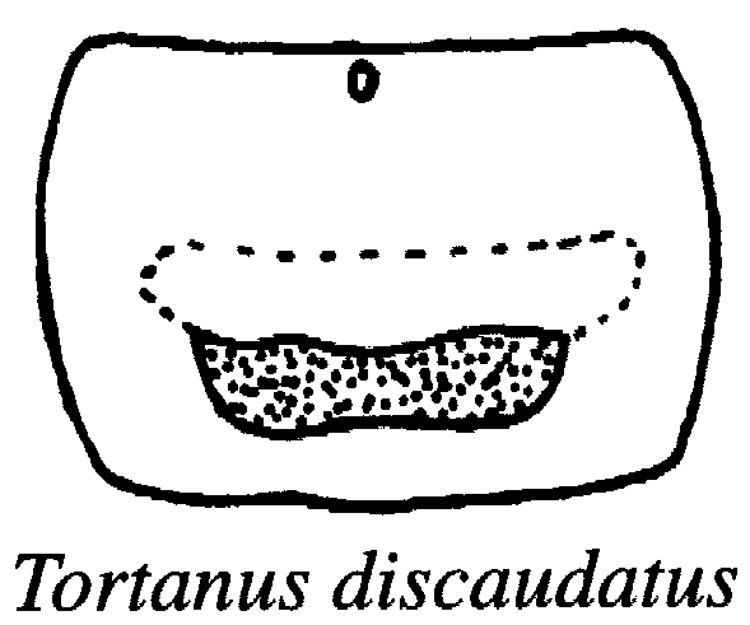 Espce Tortanus (Boreotortanus) discaudatus - Planche 9 de figures morphologiques