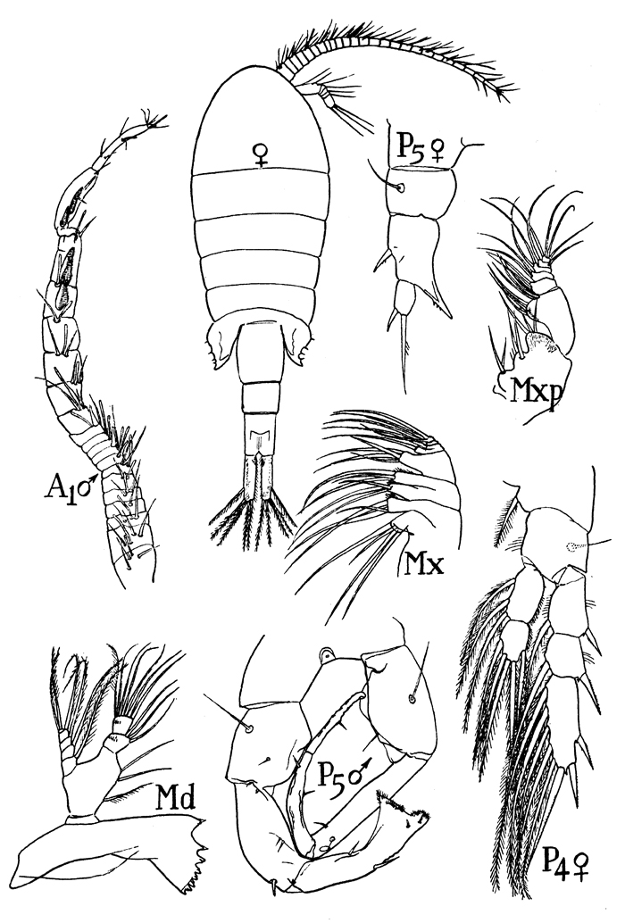 Species Eurytemora velox - Plate 1 of morphological figures