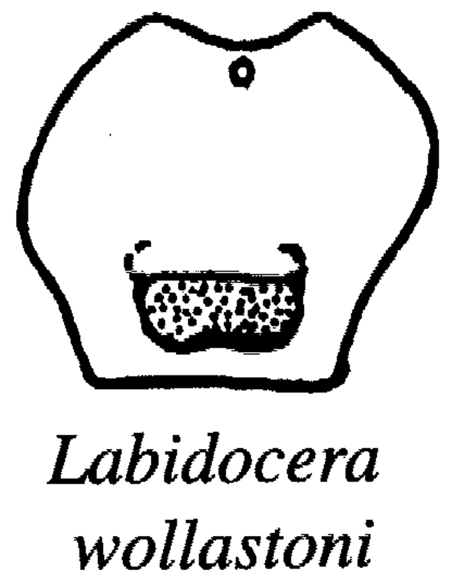 Espèce Labidocera wollastoni - Planche 22 de figures morphologiques