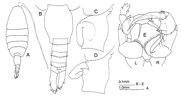 Espèce Heterorhabdus austrinus - Planche 5 de figures morphologiques