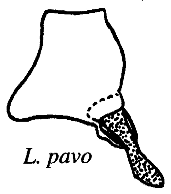 Espèce Labidocera pavo - Planche 16 de figures morphologiques