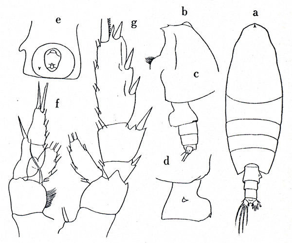 Species Undeuchaeta incisa - Plate 1 of morphological figures