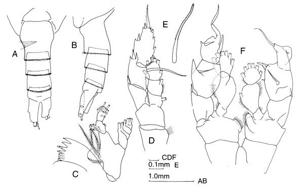 Espèce Disseta palumbii - Planche 4 de figures morphologiques
