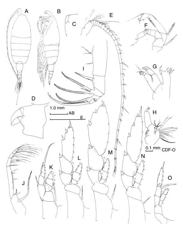 Species Heterorhabdus spinosus - Plate 3 of morphological figures