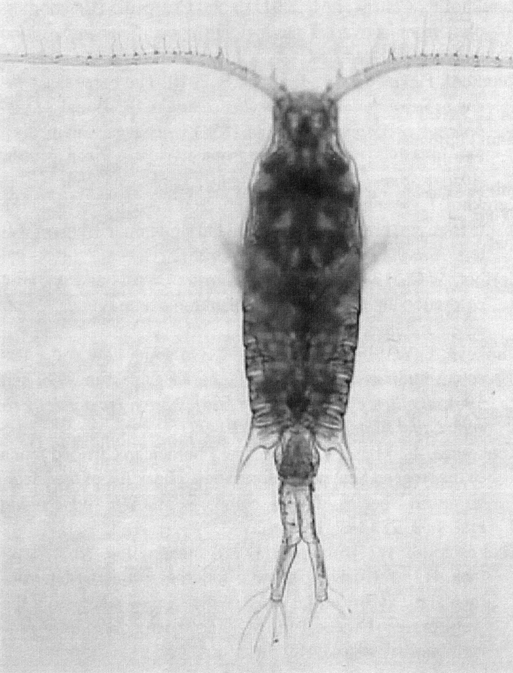 Species Centropages furcatus - Plate 19 of morphological figures