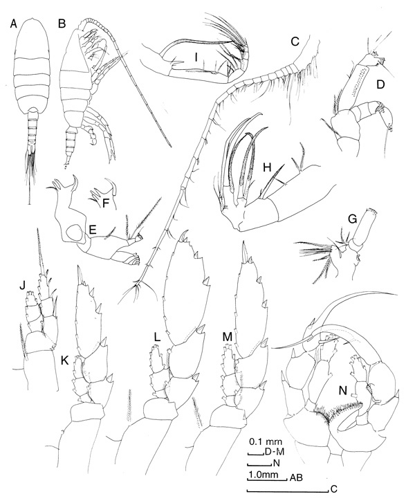 Species Heterorhabdus spinosus - Plate 4 of morphological figures