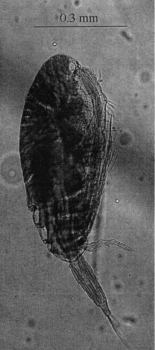 Espce Paracalanus indicus - Planche 37 de figures morphologiques