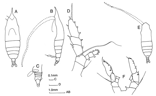 Espèce Haloptilus oxycephalus - Planche 1 de figures morphologiques