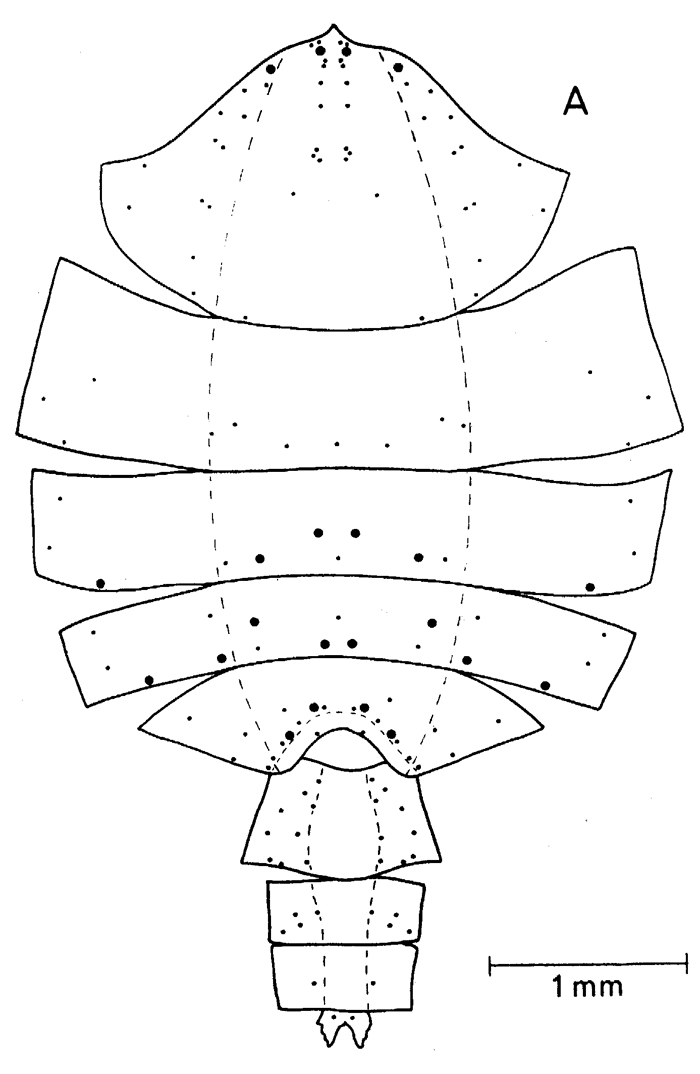 Species Paraeuchaeta norvegica - Plate 23 of morphological figures