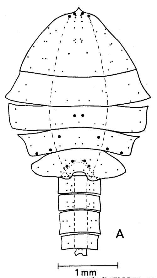 Species Paraeuchaeta norvegica - Plate 24 of morphological figures