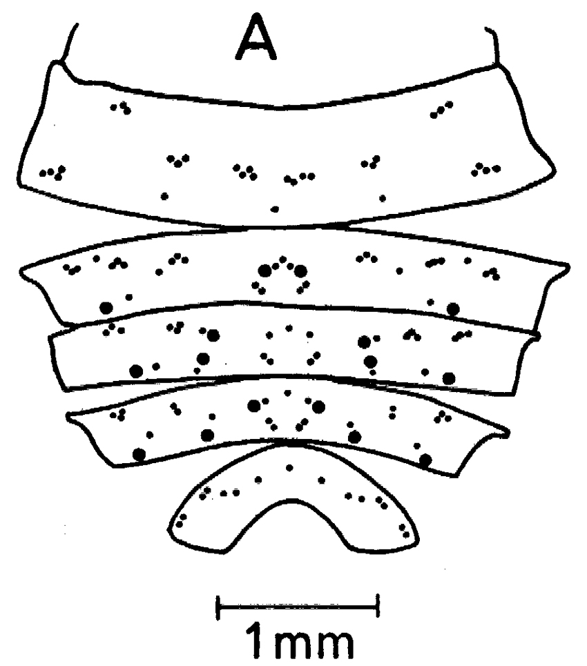 Species Neocalanus plumchrus - Plate 32 of morphological figures