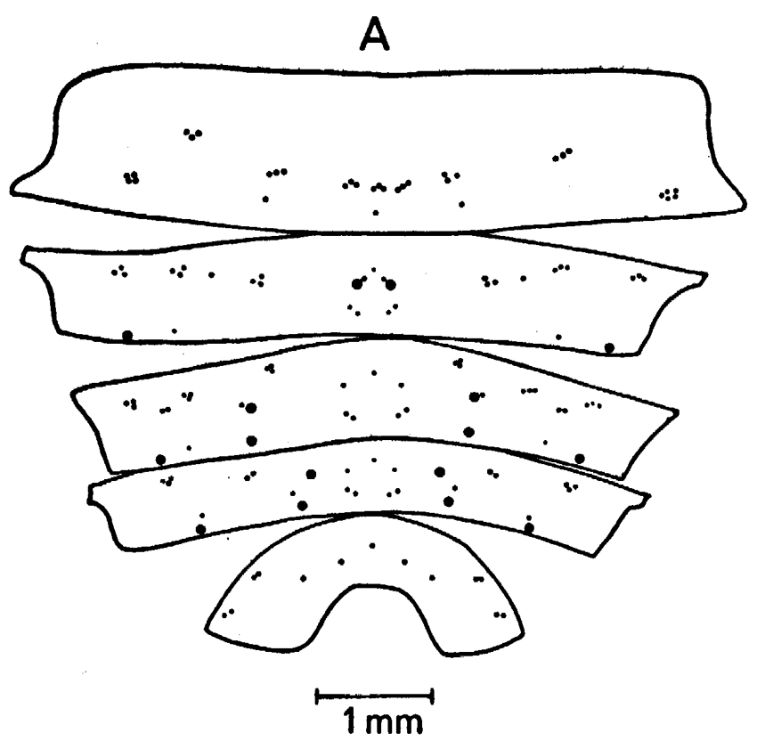 Species Neocalanus cristatus - Plate 12 of morphological figures