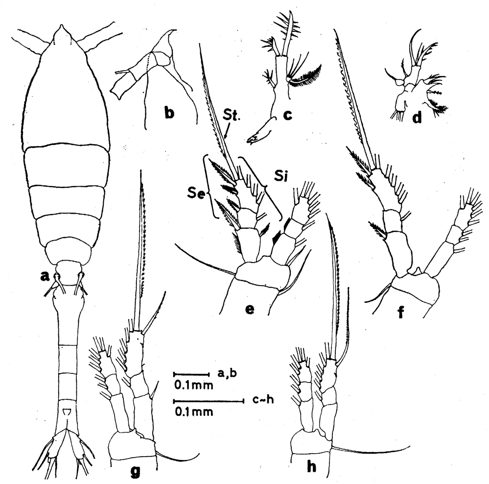 Espce Oithona atlantica - Planche 14 de figures morphologiques