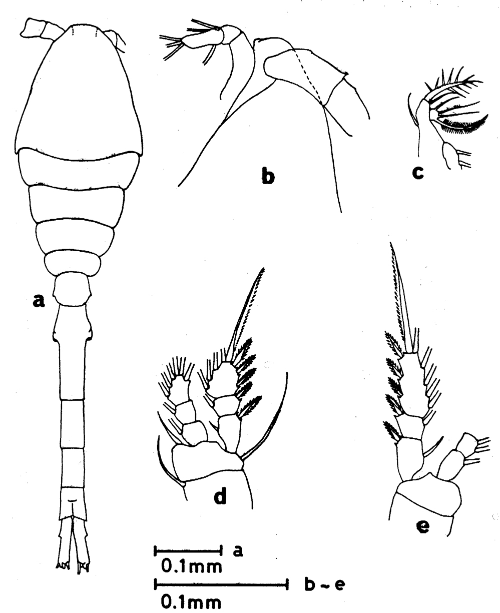 Species Oithona attenuata - Plate 17 of morphological figures