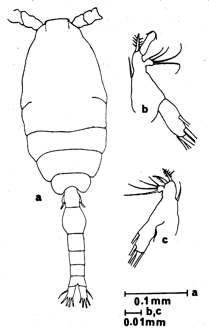 Espce Oithona brevicornis - Planche 27 de figures morphologiques