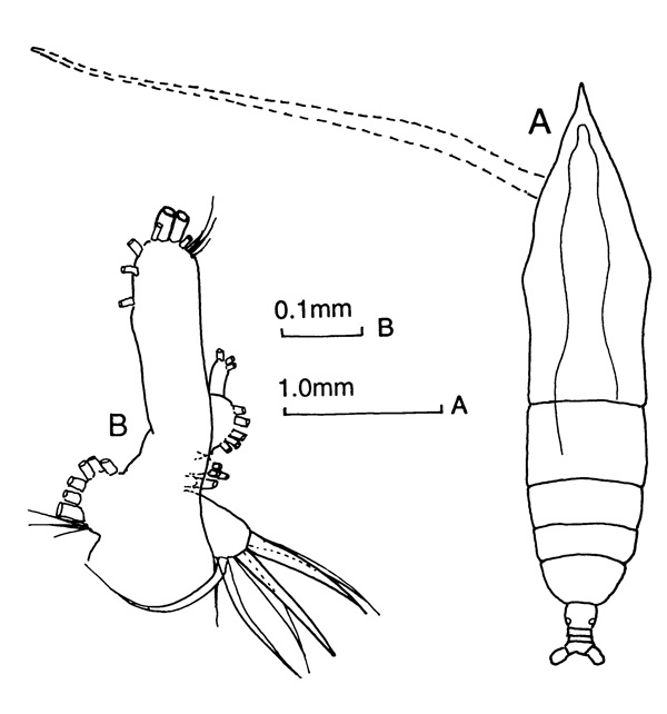 Espce Haloptilus mucronatus - Planche 1 de figures morphologiques