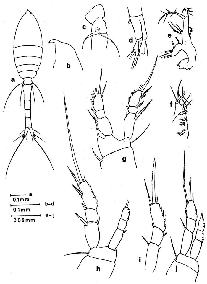 Espce Oithona cruralis - Planche 1 de figures morphologiques