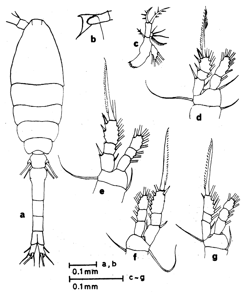 Espce Oithona fallax - Planche 12 de figures morphologiques