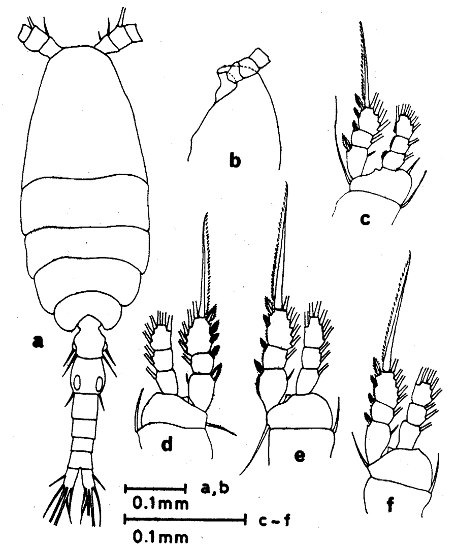 Espèce Oithona fallax - Planche 13 de figures morphologiques