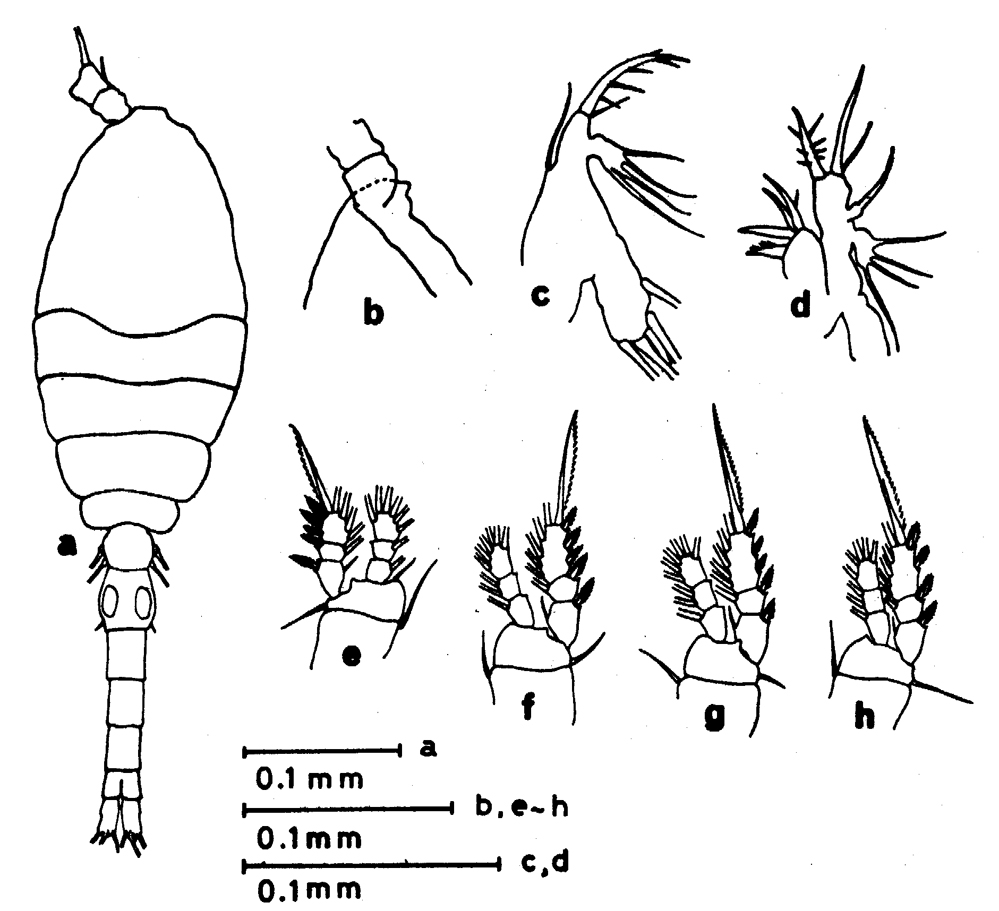 Espce Oithona nana - Planche 23 de figures morphologiques