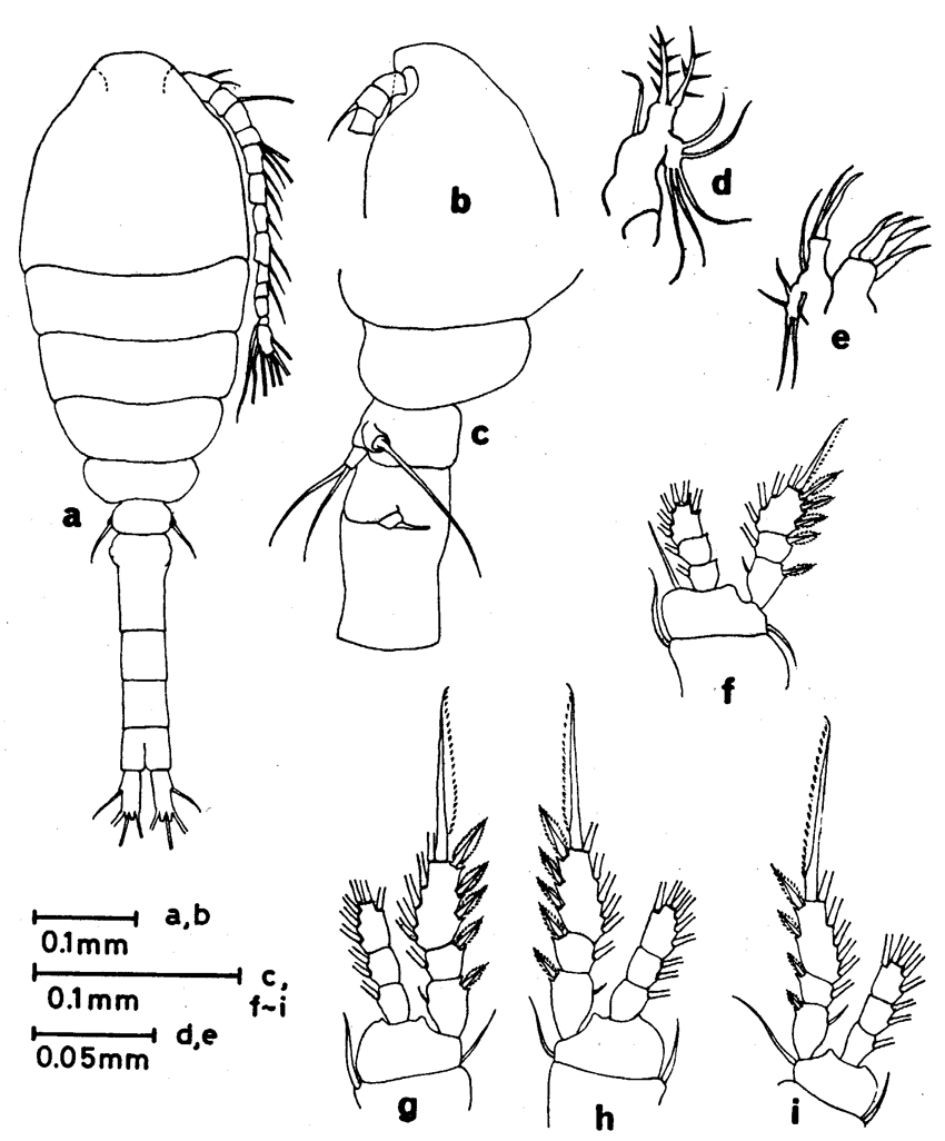 Espèce Dioithona oculata - Planche 10 de figures morphologiques
