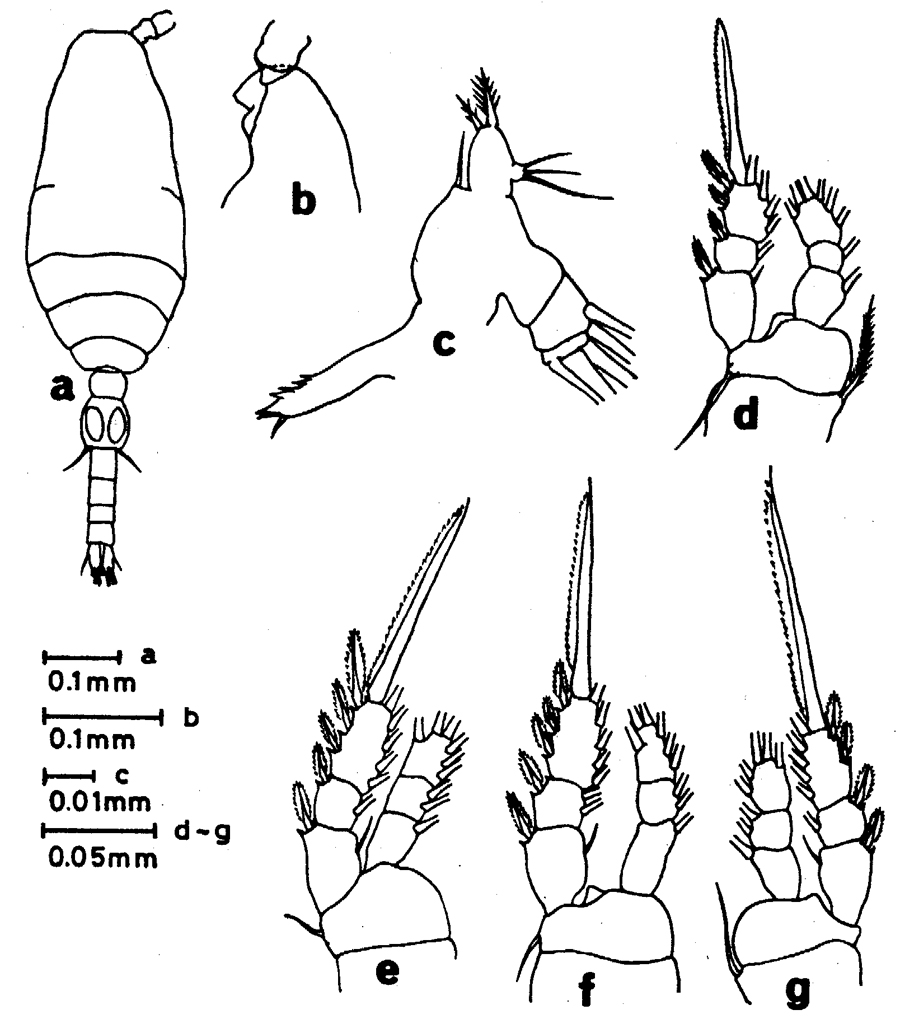 Espèce Oithona plumifera - Planche 23 de figures morphologiques