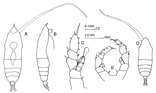 Species Haloptilus acutifrons - Plate 1 of morphological figures