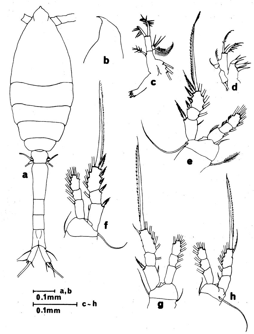 Species Oithona pseudofrigida - Plate 6 of morphological figures