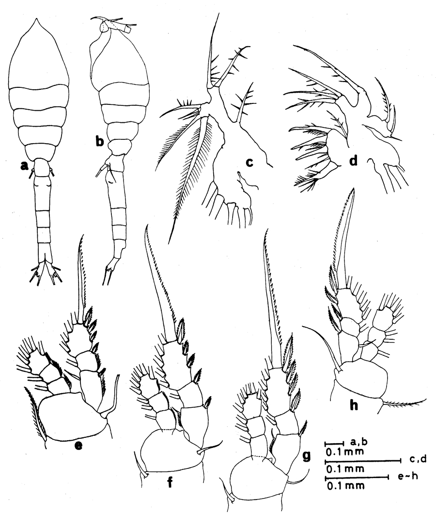 Espèce Oithona robusta - Planche 10 de figures morphologiques