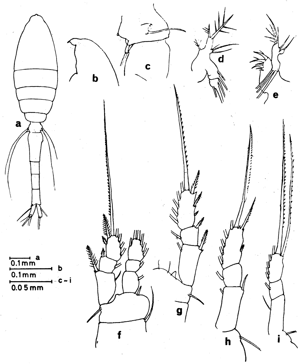 Species Oithona rostralis - Plate 1 of morphological figures