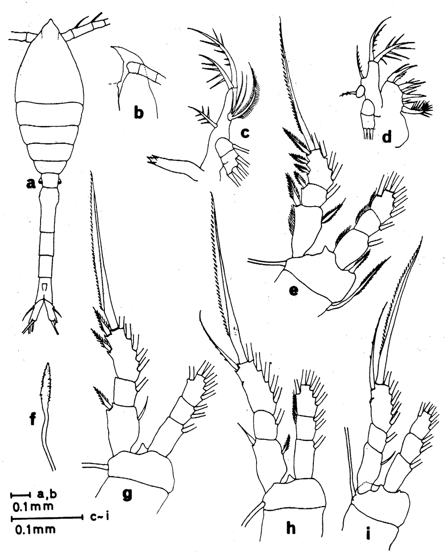 Species Oithona setigera - Plate 17 of morphological figures