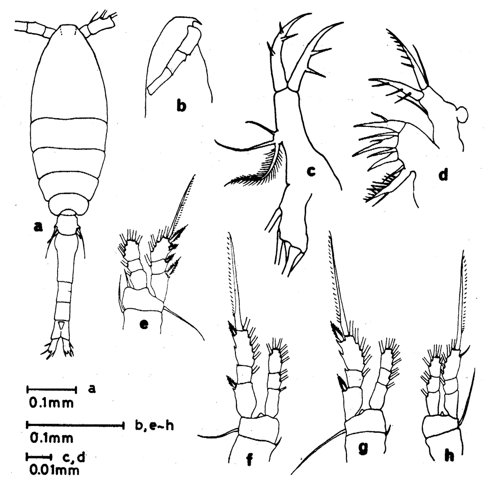 Espce Oithona similis-Group - Planche 28 de figures morphologiques