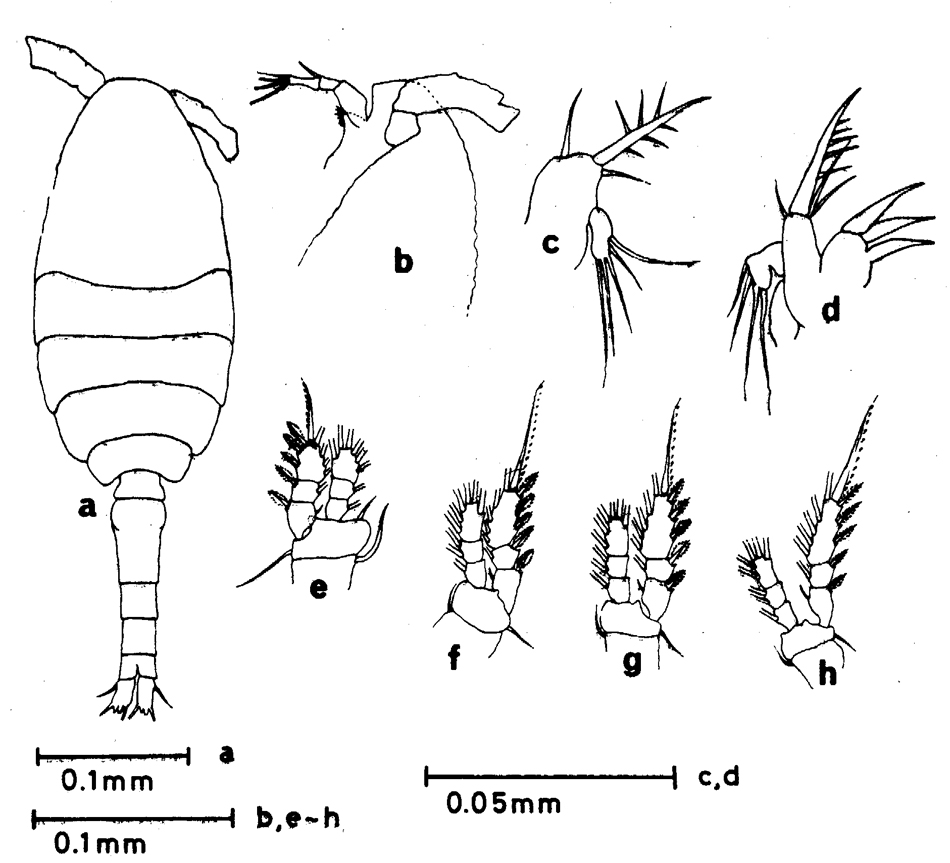 Espce Oithona simplex - Planche 17 de figures morphologiques