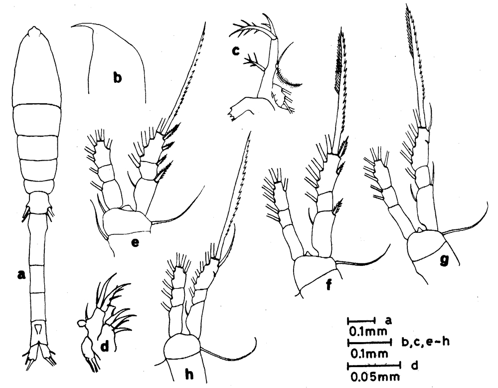 Espèce Oithona tenuis - Planche 8 de figures morphologiques