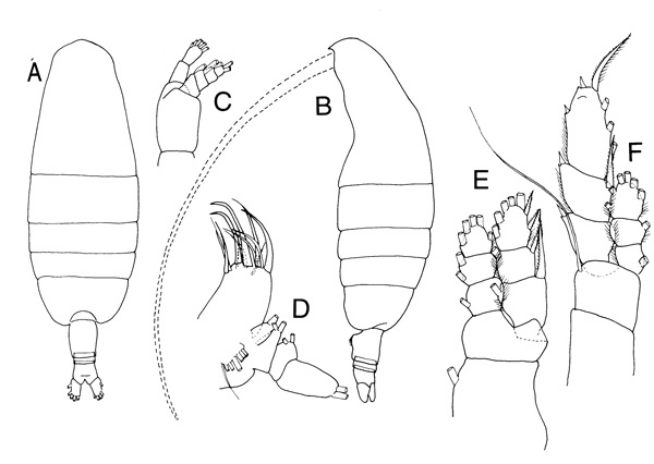 Espèce Euaugaptilus oblongus - Planche 2 de figures morphologiques