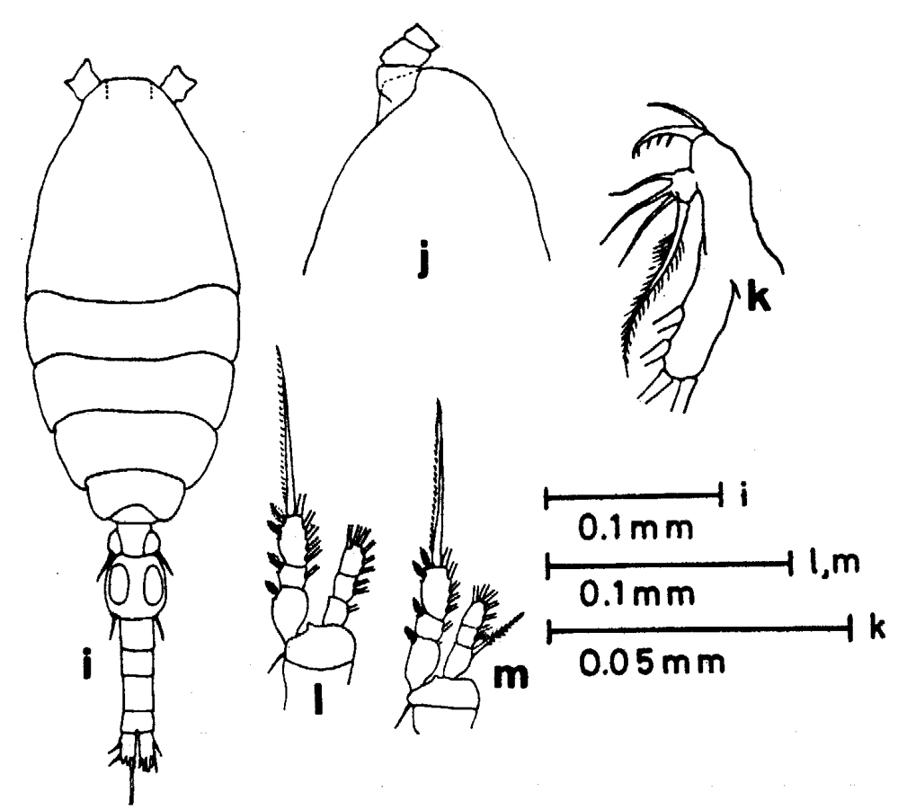 Species Oithona pulla - Plate 6 of morphological figures