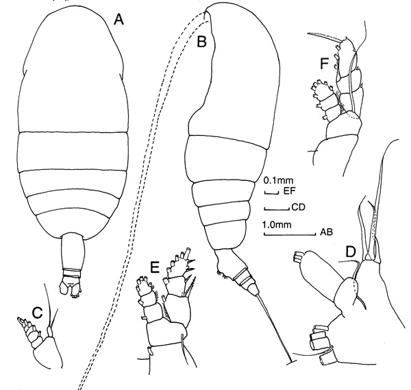 Espce Euaugaptilus longimanus - Planche 2 de figures morphologiques