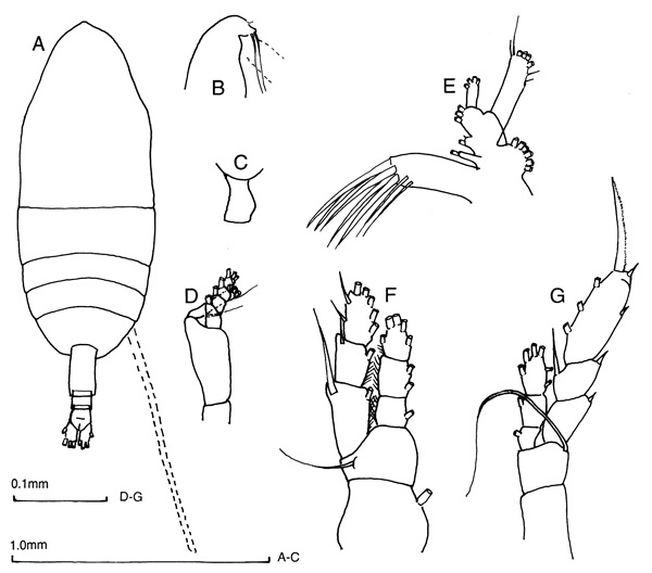 Espèce Euaugaptilus humilis - Planche 1 de figures morphologiques