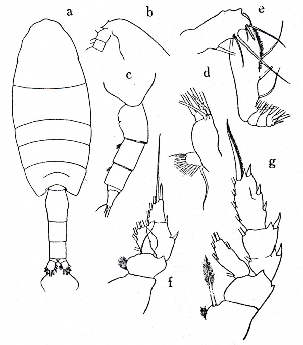 Species Valdiviella oligarthra - Plate 1 of morphological figures