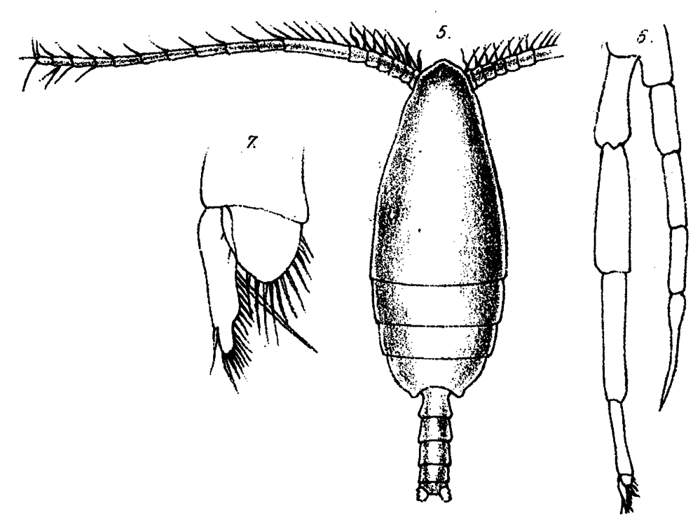 Species Phaenna zetlandica - Plate 1 of morphological figures