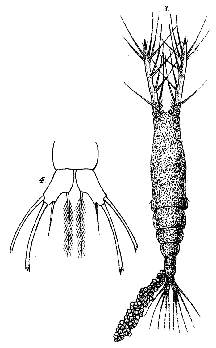Species Monstrilla longiremis - Plate 12 of morphological figures