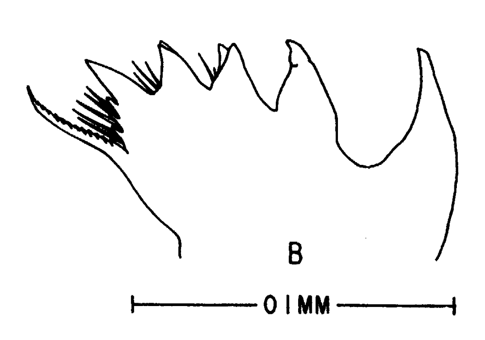 Espce Labidocera aestiva - Planche 7 de figures morphologiques