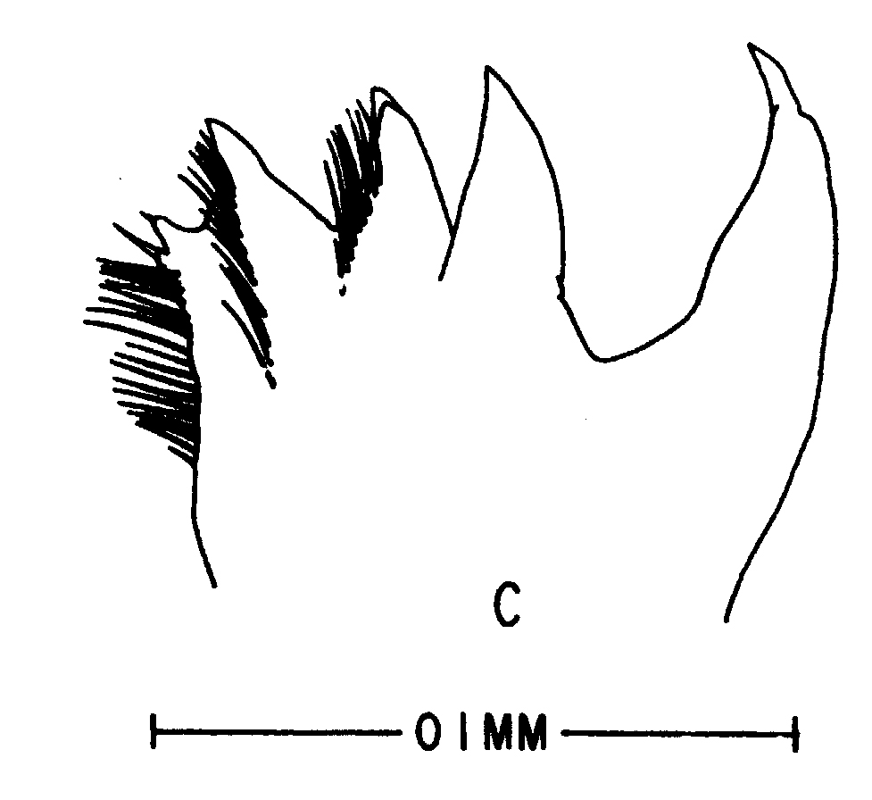 Espce Tortanus (Boreotortanus) discaudatus - Planche 10 de figures morphologiques